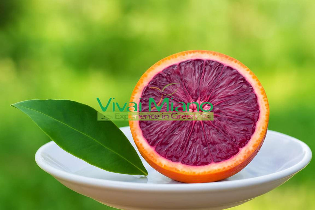 Pianta di Arancio Moro o Arancia Rossa di Sicilia