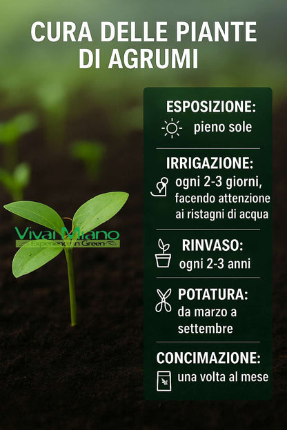 Pianta di Limone Adamo