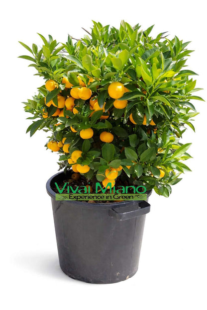 Pianta di Calamondino (Cespuglio - vaso 35)