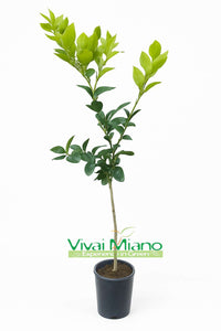 Pianta di Limone Ovale di Sorrento