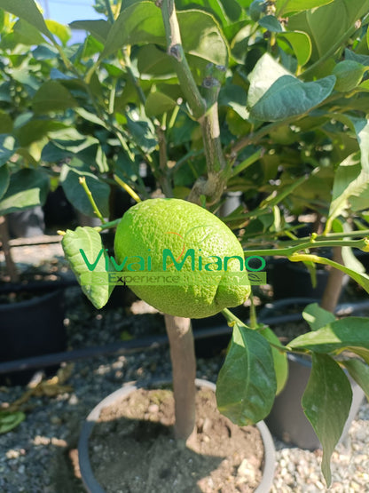 Pianta di Limone (vaso - 24)