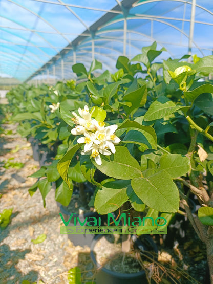 Pianta di Limone Zagara Bianca