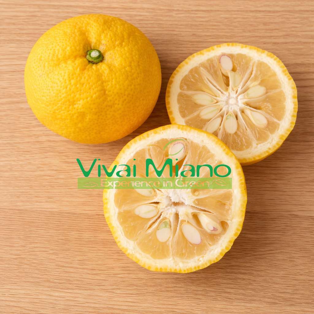 Pianta di Yuzu - Limone Giapponese (vaso - 20)