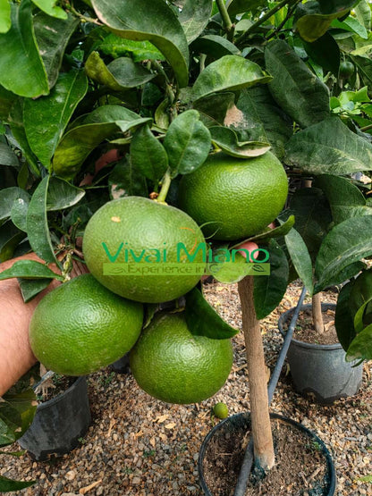 Satsuma Miyagawa mandarijnplant (pot - 20)