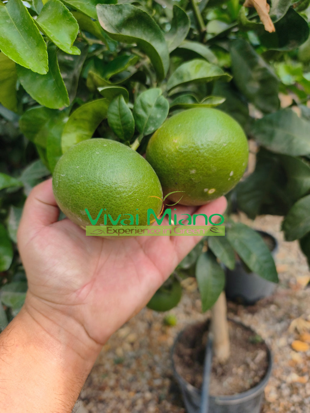 Satsuma Miyagawa mandarijnplant (pot - 20)