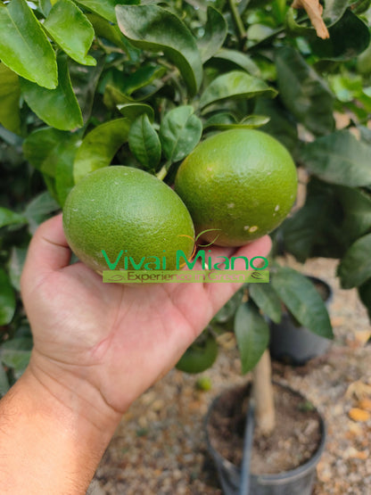 Satsuma Miyagawa mandarijnplant (pot - 20)